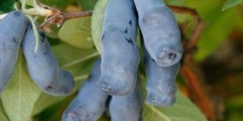 Sorta orlovih noktiju gzhelka: opis, sadnja i njega, recenzije